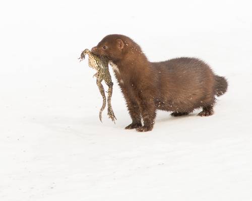 Норка американская