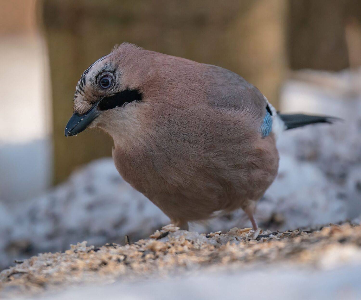 , Константин Дэм
