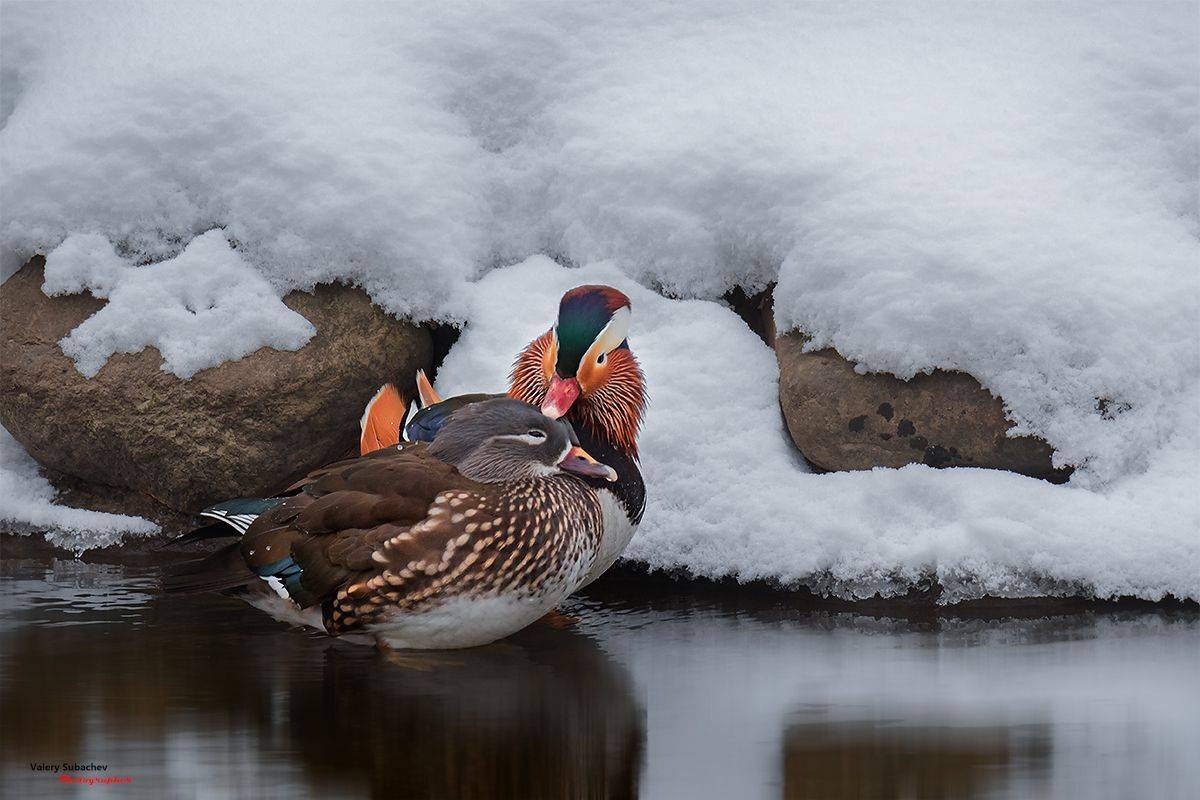 , Валерий Субачев