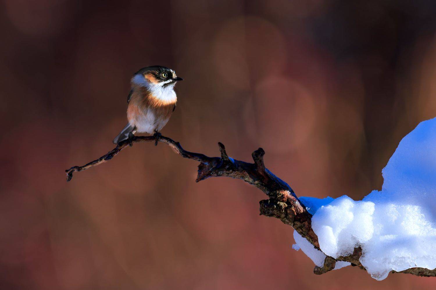 黑眉长尾山雀（学名：aegithalos bonvaloti）, Liu YuDong