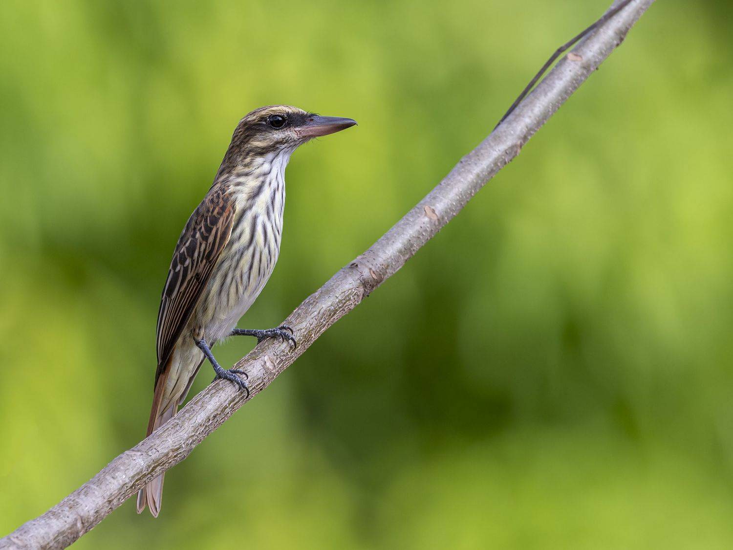 , Fernando Burgalin Sequeira