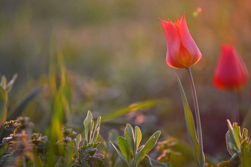 Купание красного тюльпана в солнечных лучах фото превью
