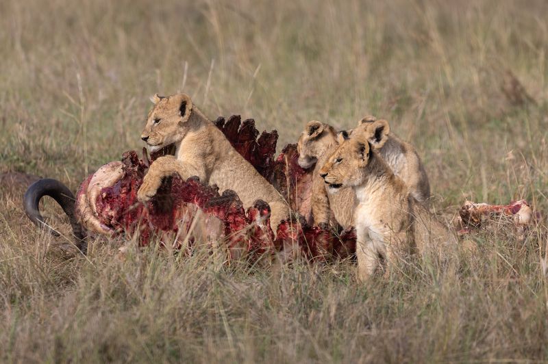 cub, cubs, lion. lioness, safari, kill, africa, kenya, masai mara, big five Cubs after breakfast фото превью
