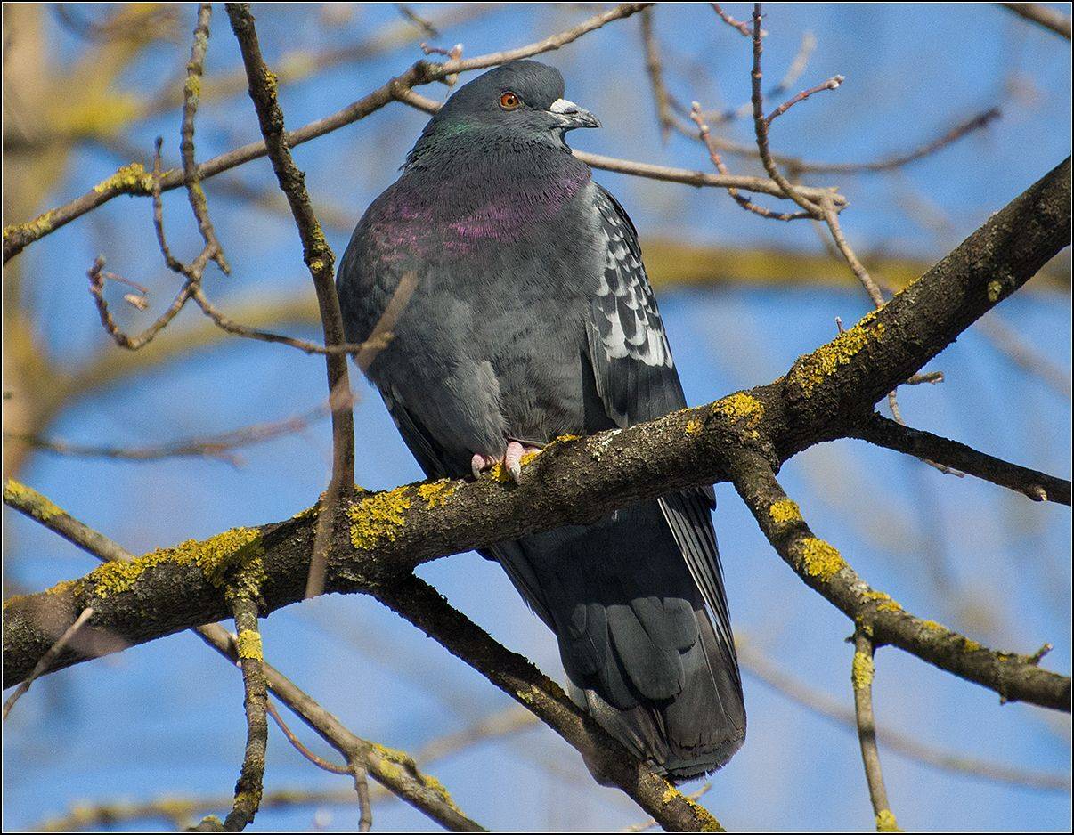 москва, парк, голубь, АНАТОЛИЙ ДОВЫДЕНКО