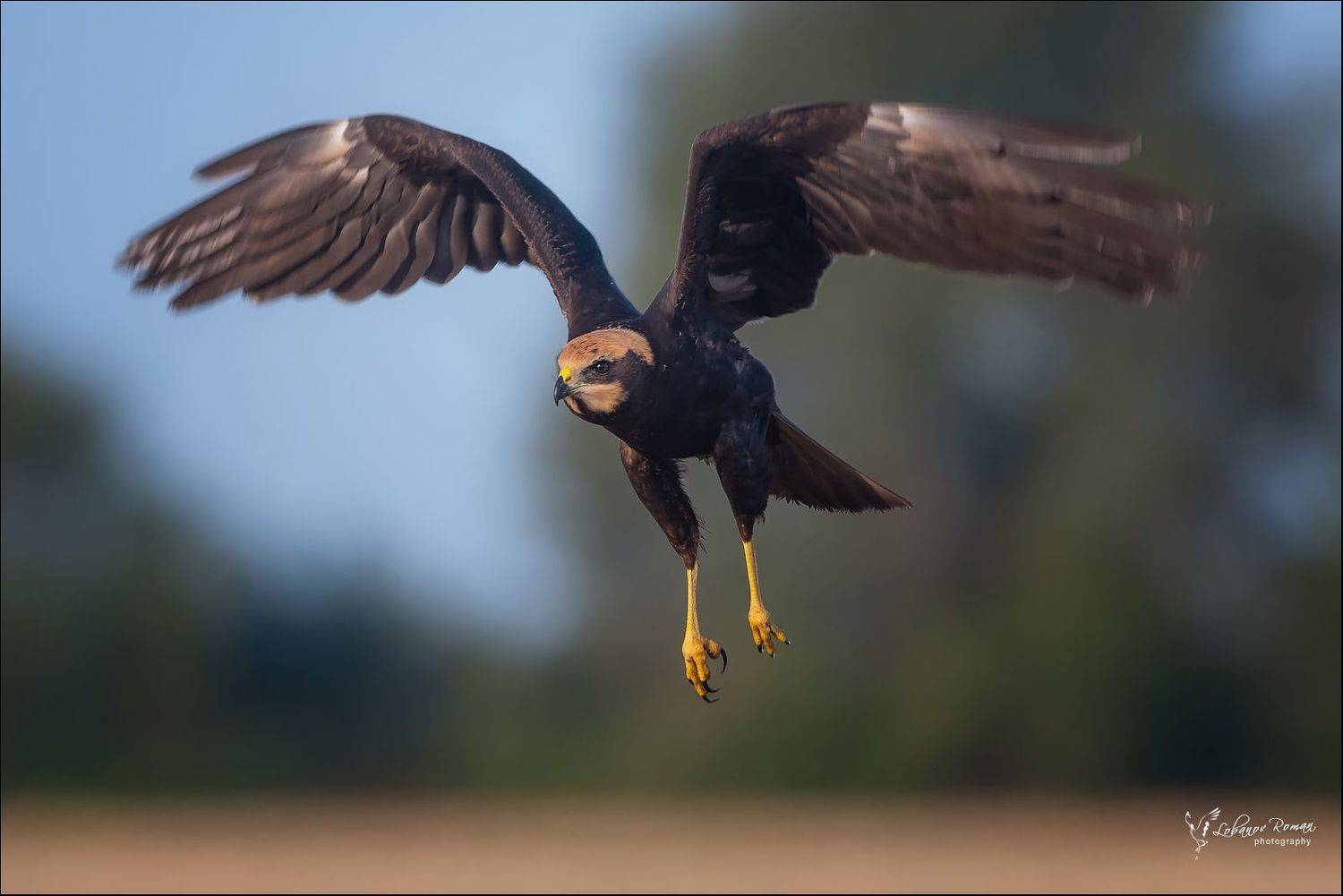 , Лобанов Роман