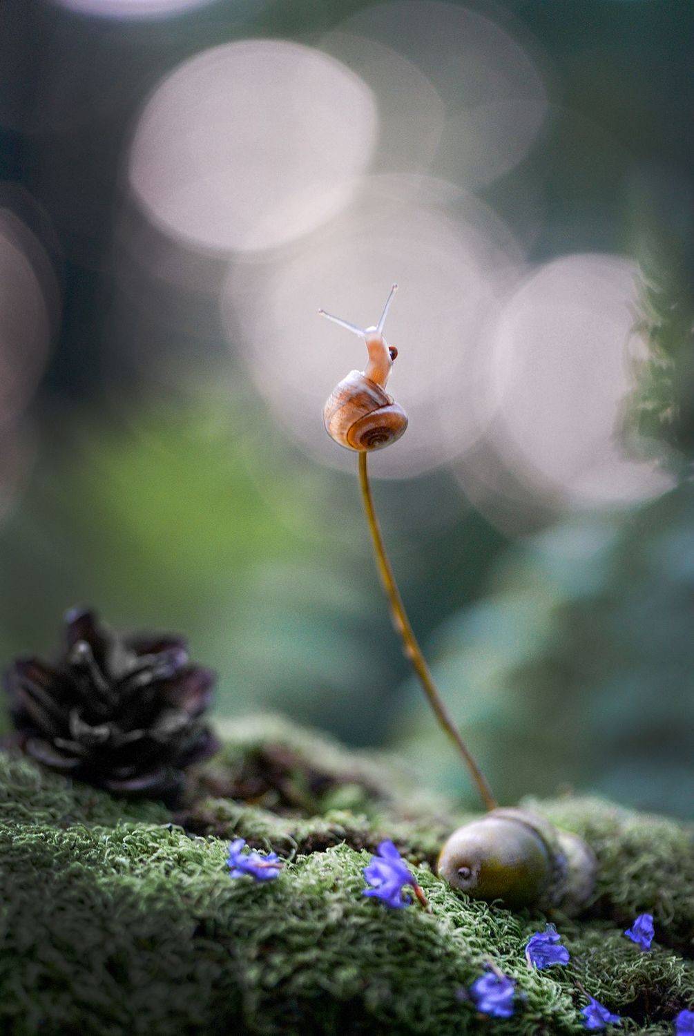 макро, макромир, макросказки, макро истории, макроистории, лес, тишина, вчувствование, созерцание, тишина, покой, улитка, улитки, Быканова Виктория