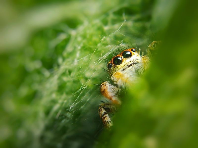 Cute Jumper фото превью