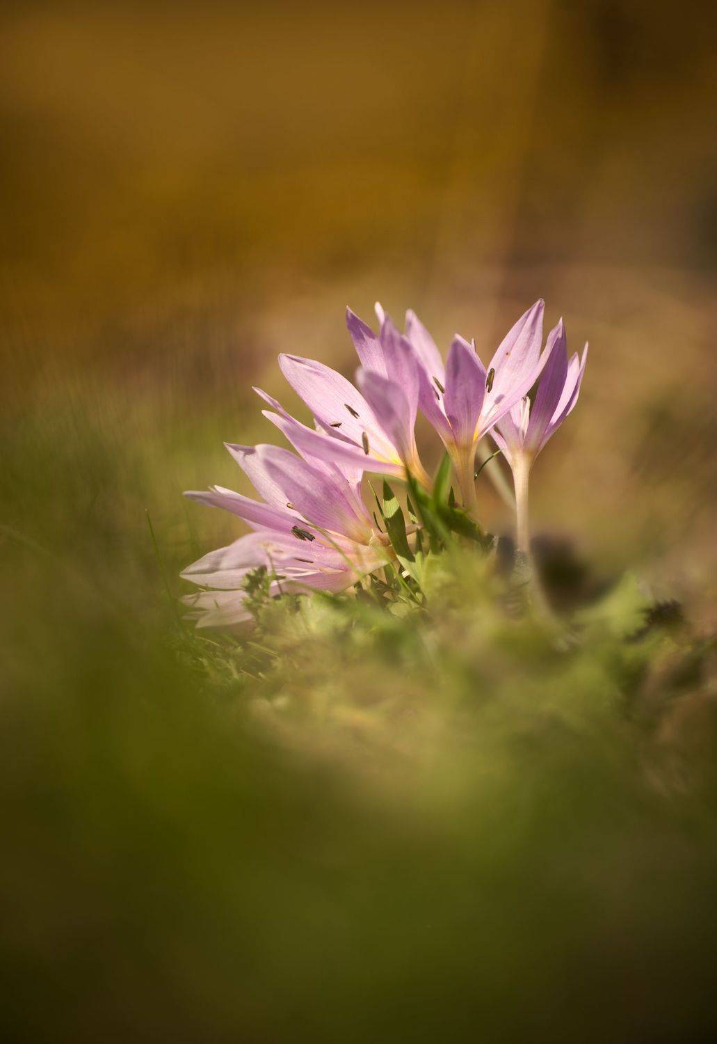 flower macro nature color minimal fine art colchicum, Panagiotis Dalagiorgos