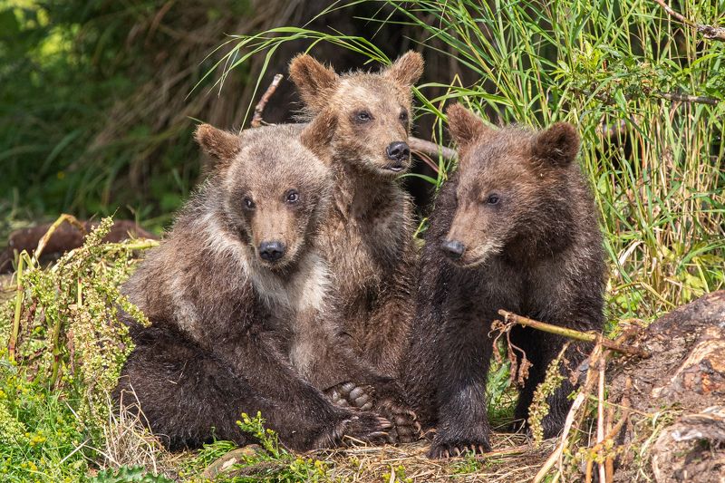 Медвежата сеголетки фото превью