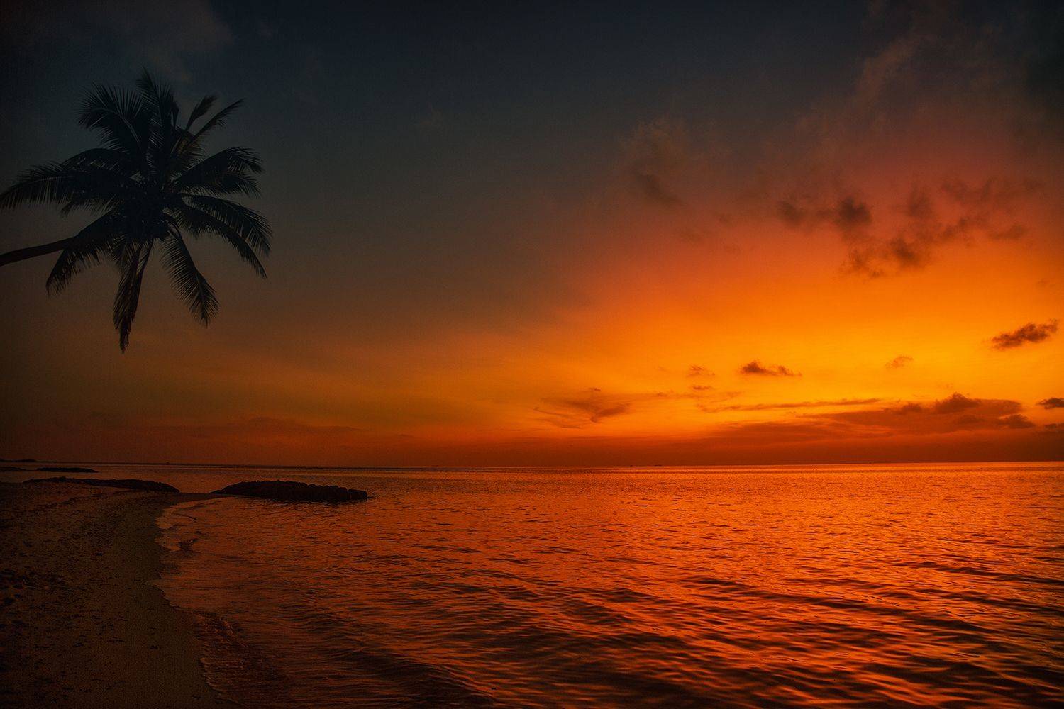 , Desislava Kuleshova