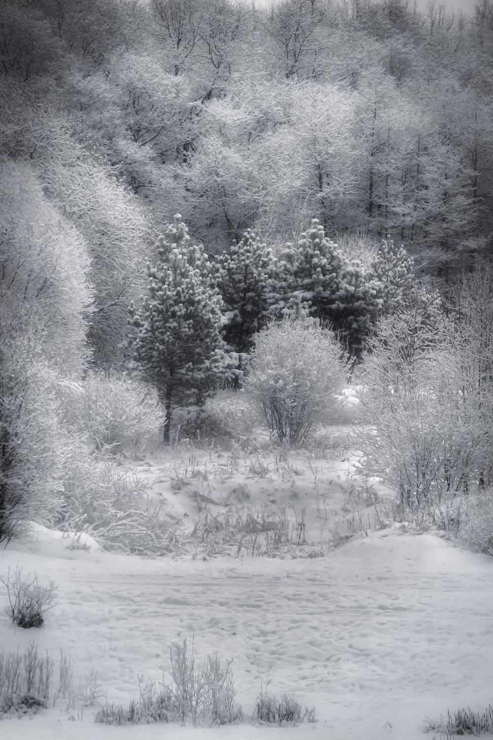 пейзаж, природа, nature, landscape, winter, зима, лес, forest, деревья, Julia Kaissa