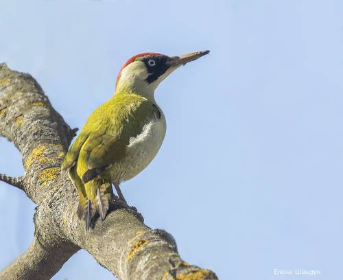 European green woodpecker