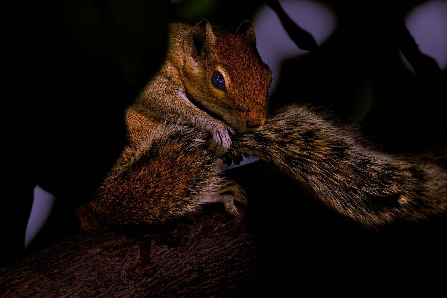 closeup, wild,beauty, nature,little,animal,animals,nikon,portrait,eyes,squirrel,chipmunk.tree, G N RAJA