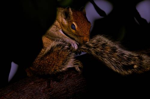 Squirrel