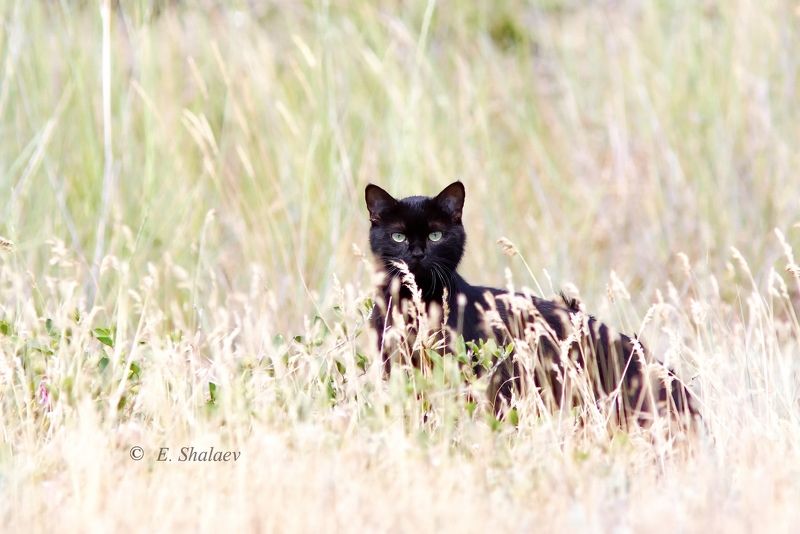 Багира фото превью