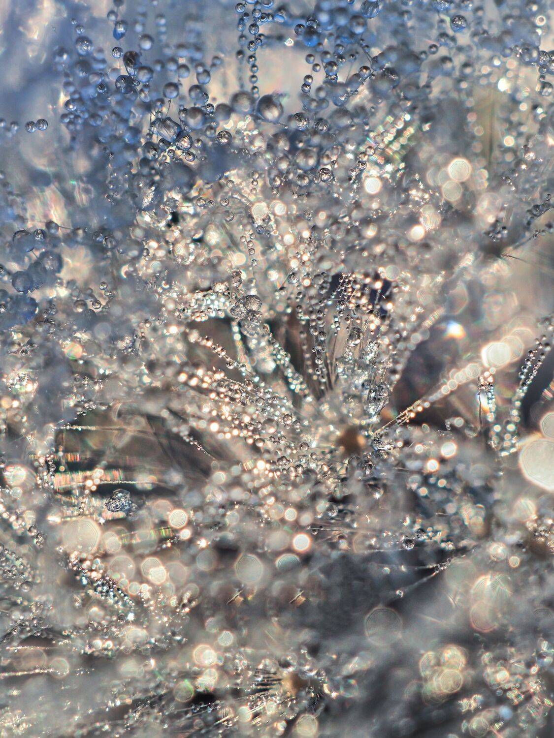 роса вода макро одуванчик лето мороз , Сергей Калёв