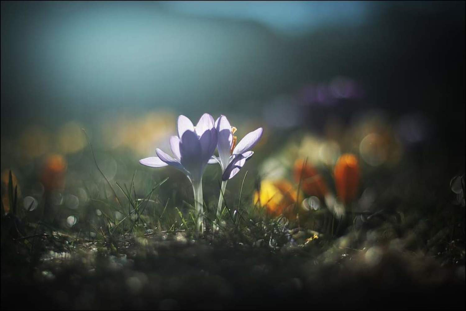 , Krzysztof Trojanowski