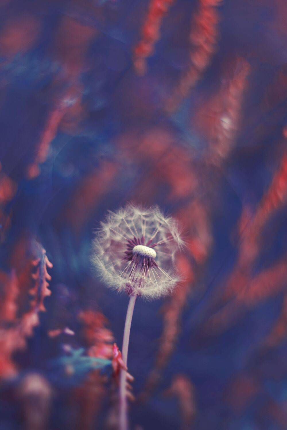 blue,flowers,wild,nature,light,bokeh,zenit,helios,pink,red, Борислав Алексиев