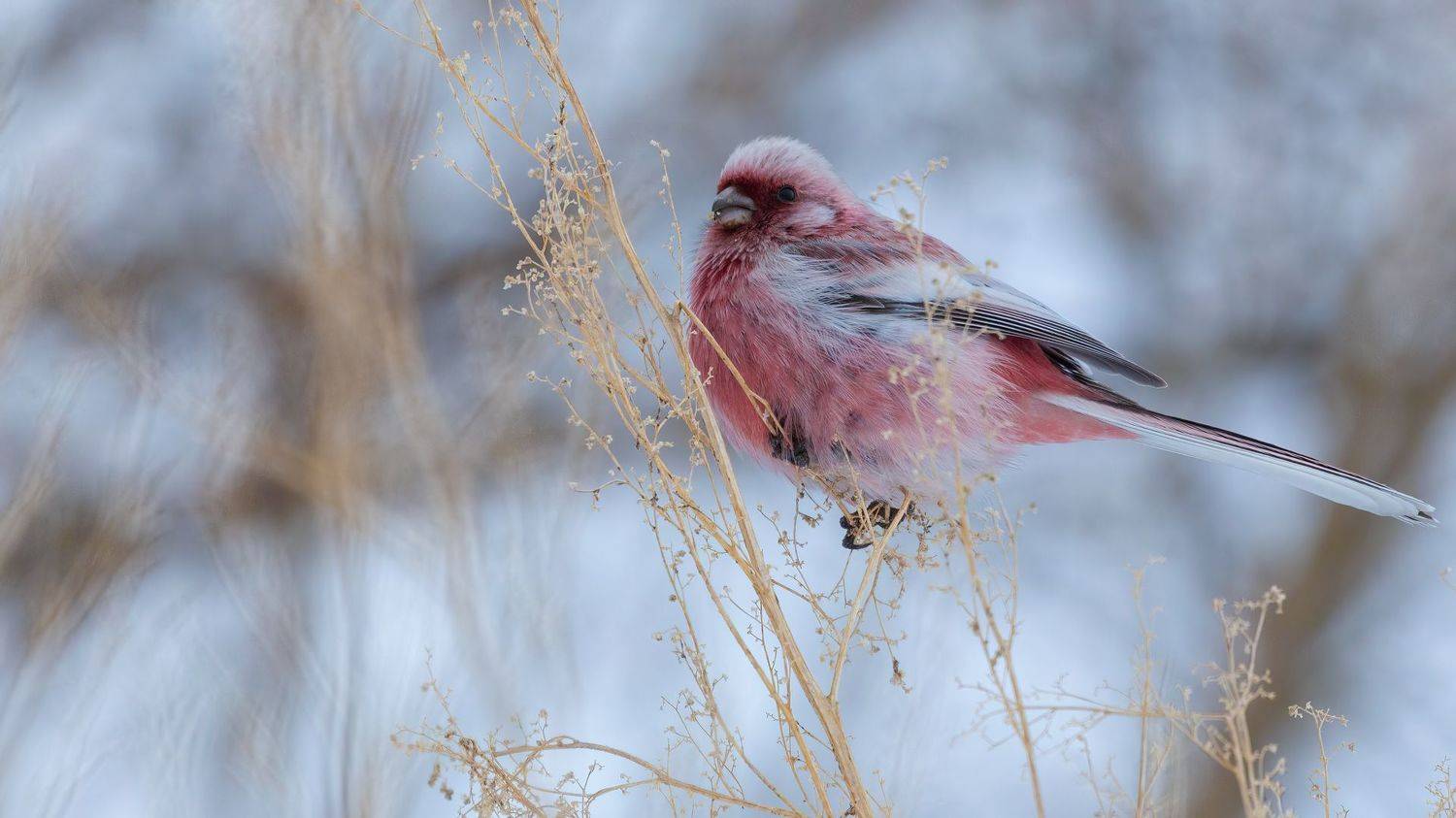 , Марат Кучкаев