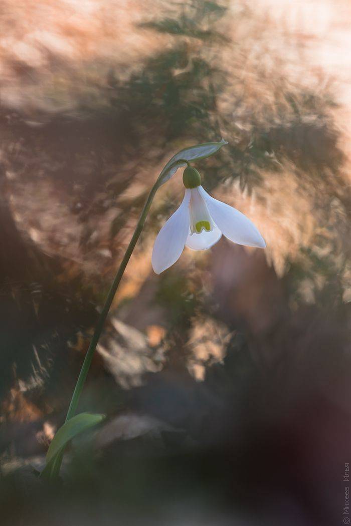 , Илья Михеев