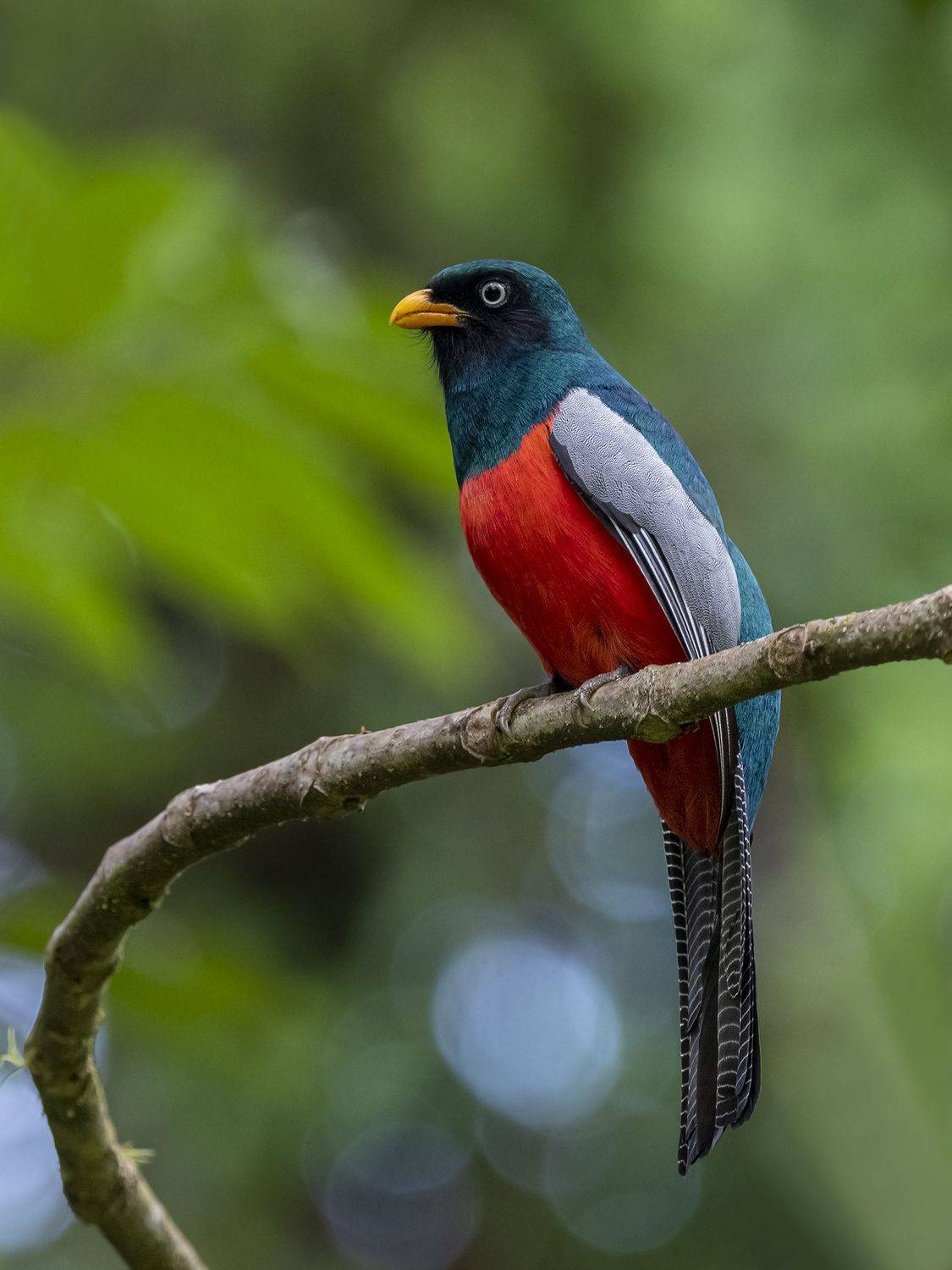 , Fernando Burgalin Sequeira