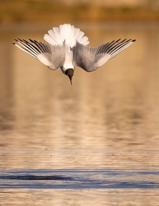 Gull фото превью