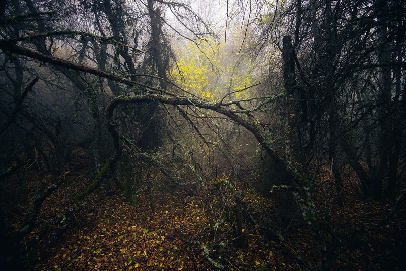 крым Мистический лес фото превью