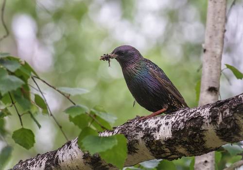 весенние заботы.