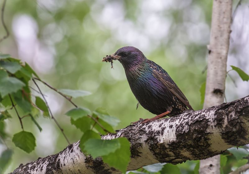 птицы, скворец, добыча, заботы, весна, весенние заботы. фото превью