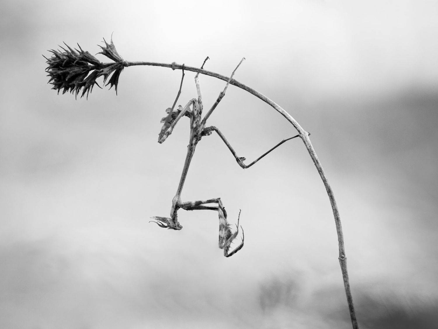 macro nature mantis empusa minimal black and white monochrome, Panagiotis Dalagiorgos