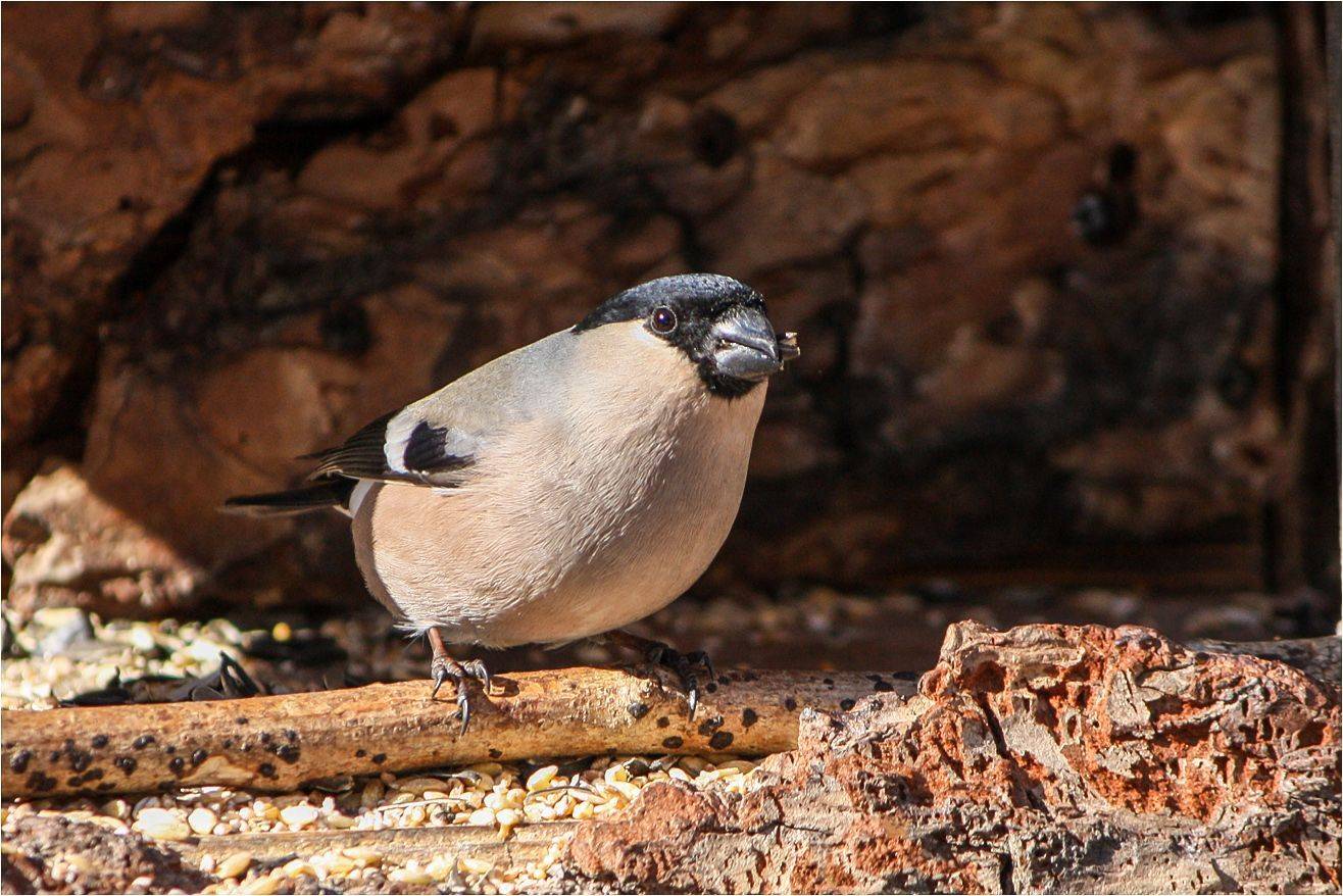 снегирь, КарОл