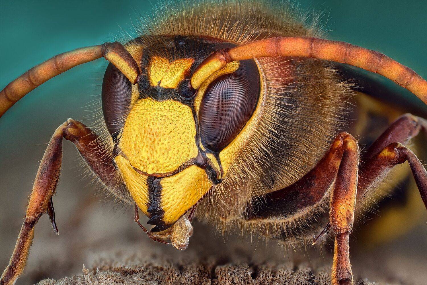 ceclii, macro, Tsvetan Ganev