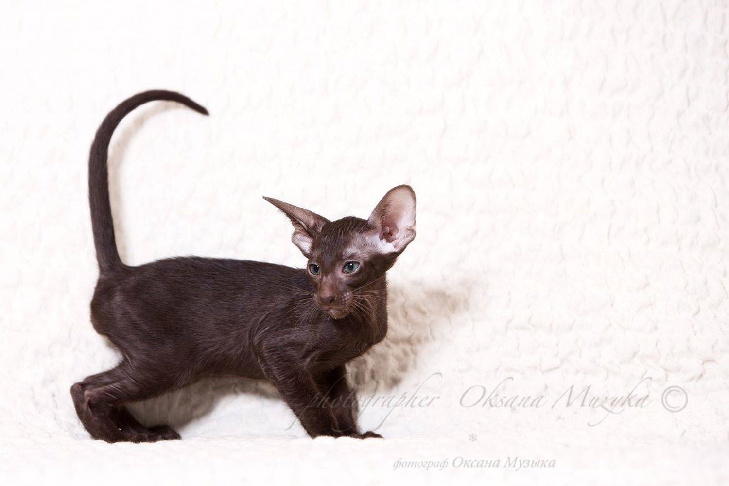 , Оксана Музыка