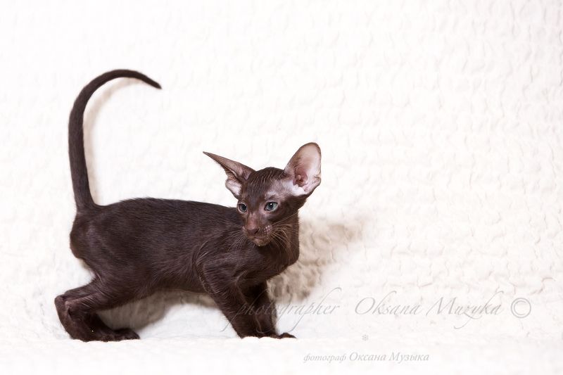 уши и хвост, вот мои документы. фото превью