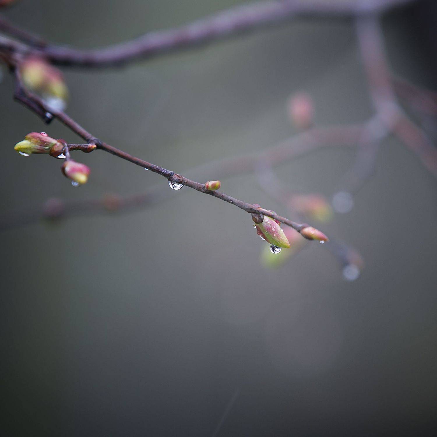весна, дождь, деревья, Vera Trandina