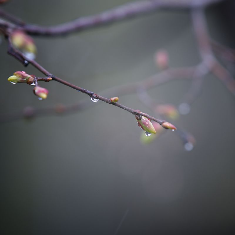 весна, дождь, деревья Весна фото превью