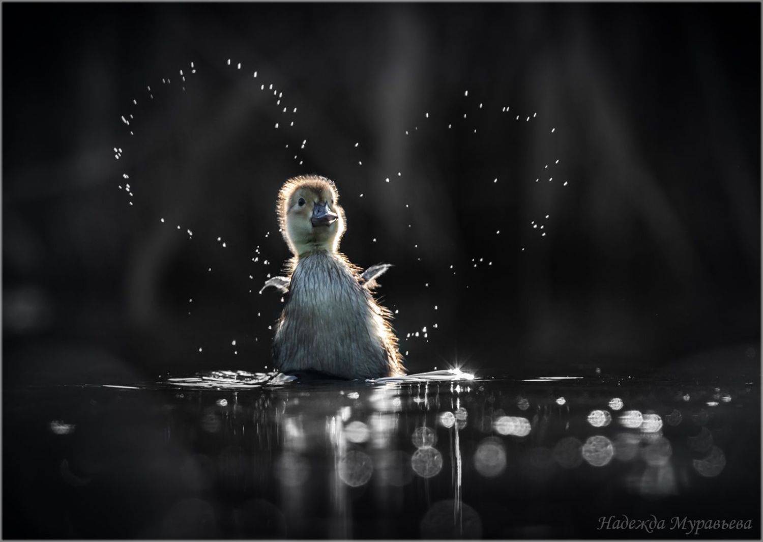 птенец, красноголовый нырок, aythya ferina, Надежда Муравьёва