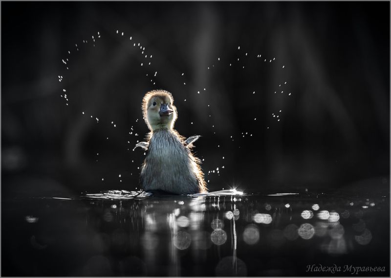 птенец, красноголовый нырок, aythya ferina С любовью фото превью