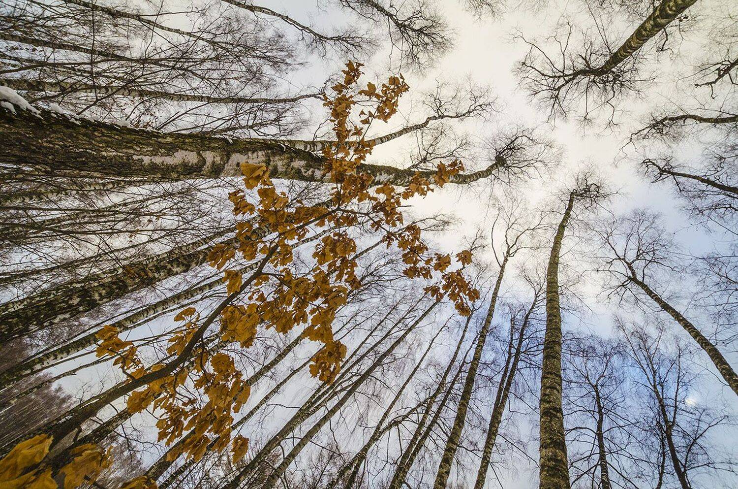 лес, парк, природа, Михаил Агеев