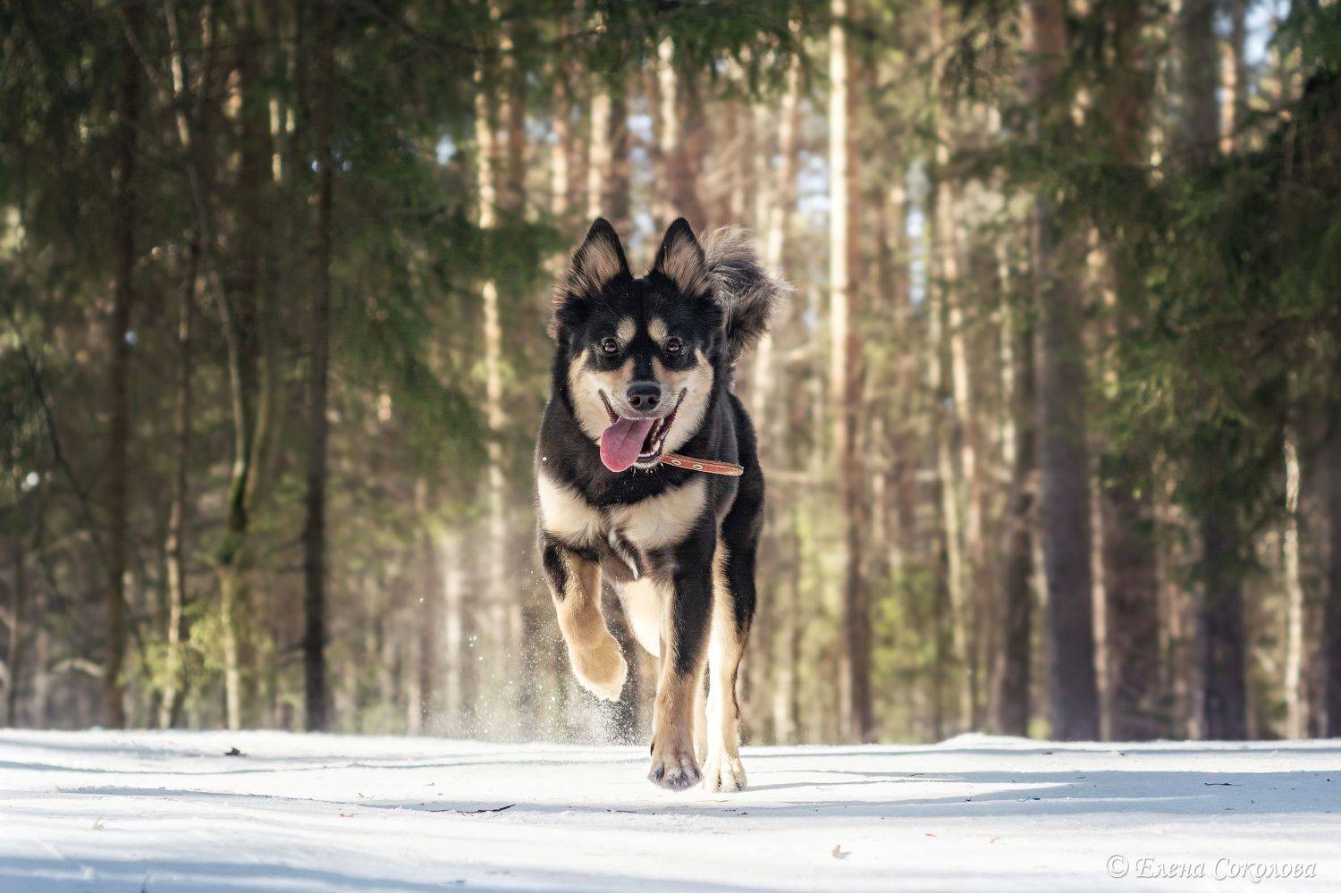 собаки, черняевский лес, природа, балатовский лес, пермь, Соколова Елена