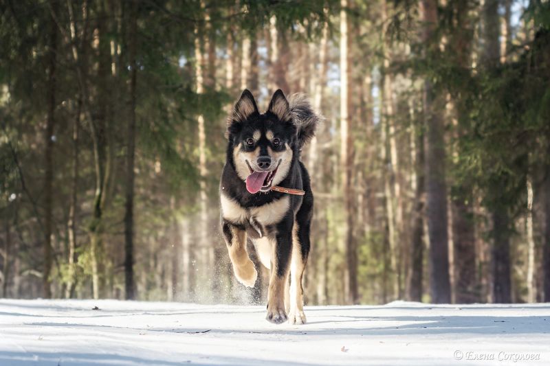 собаки, черняевский лес, природа, балатовский лес, пермь Весенний лес фото превью