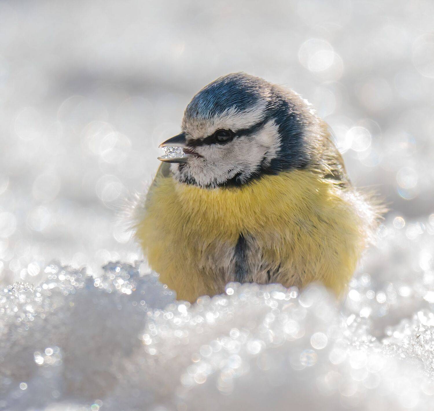 , Константин Дэм