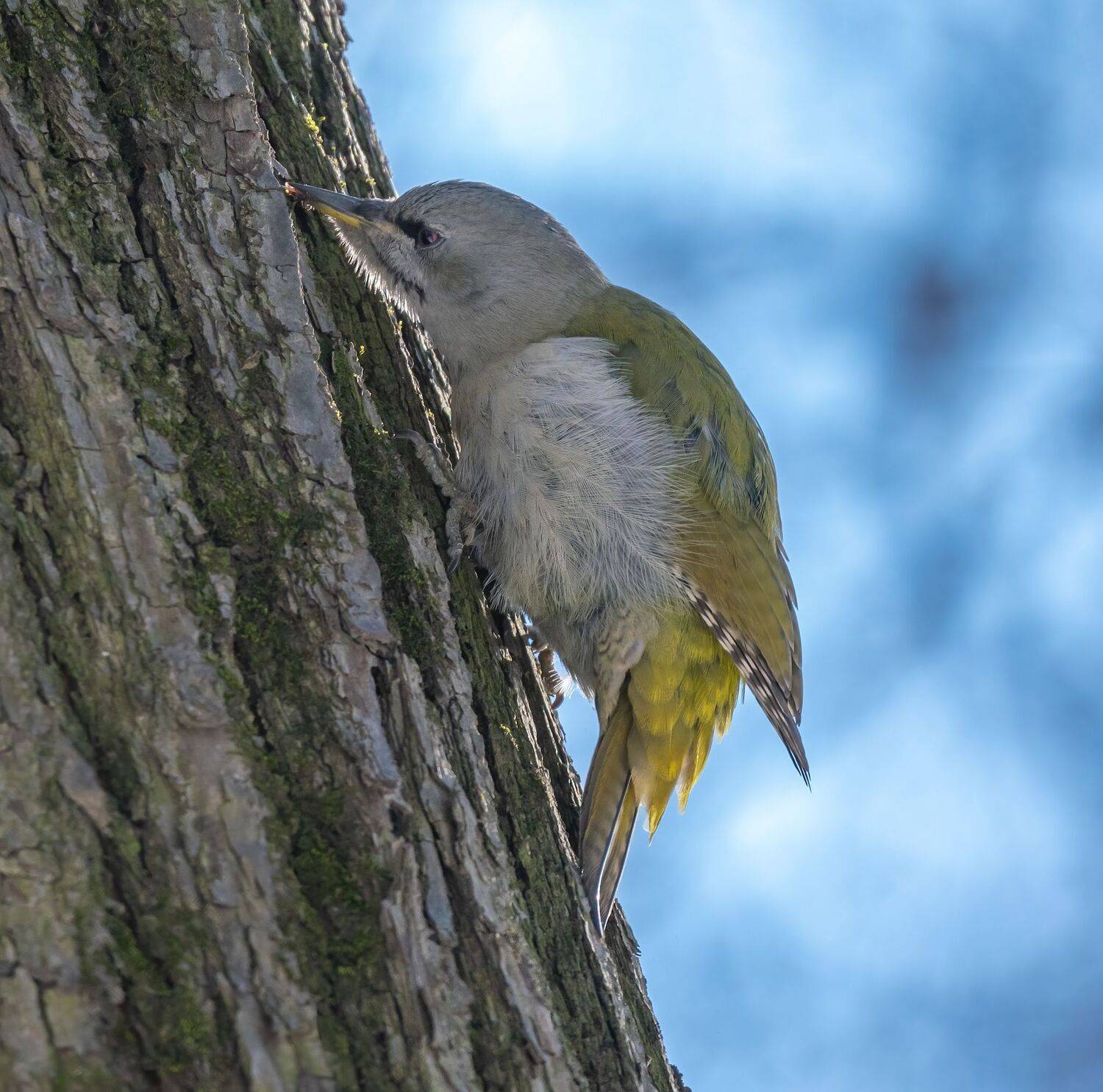 , Константин Дэм