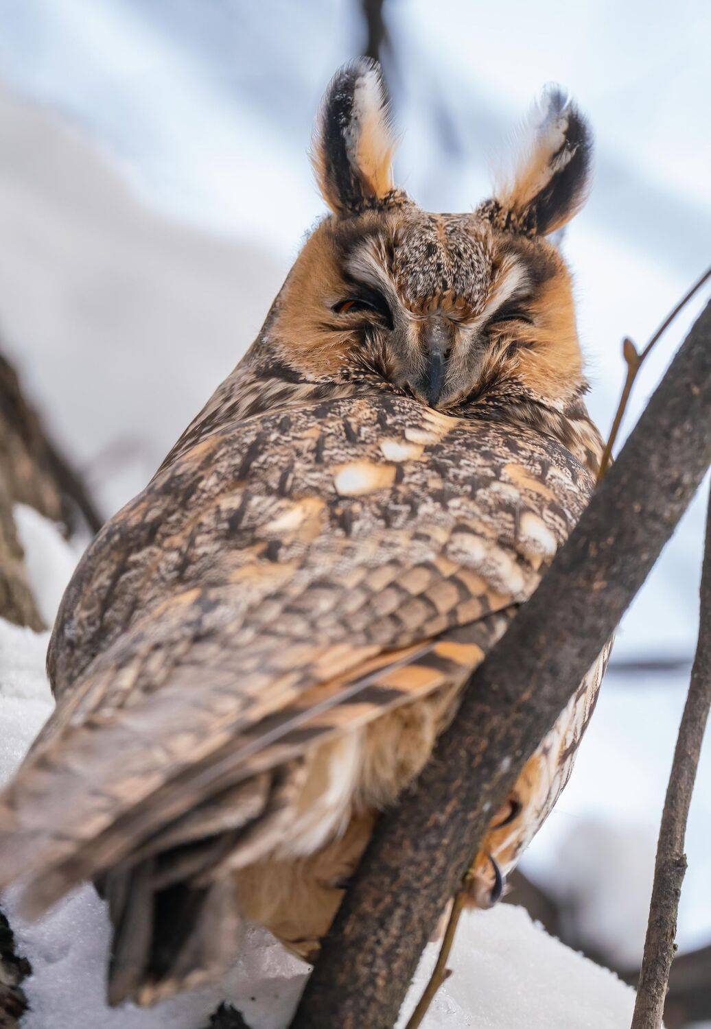 , Константин Дэм