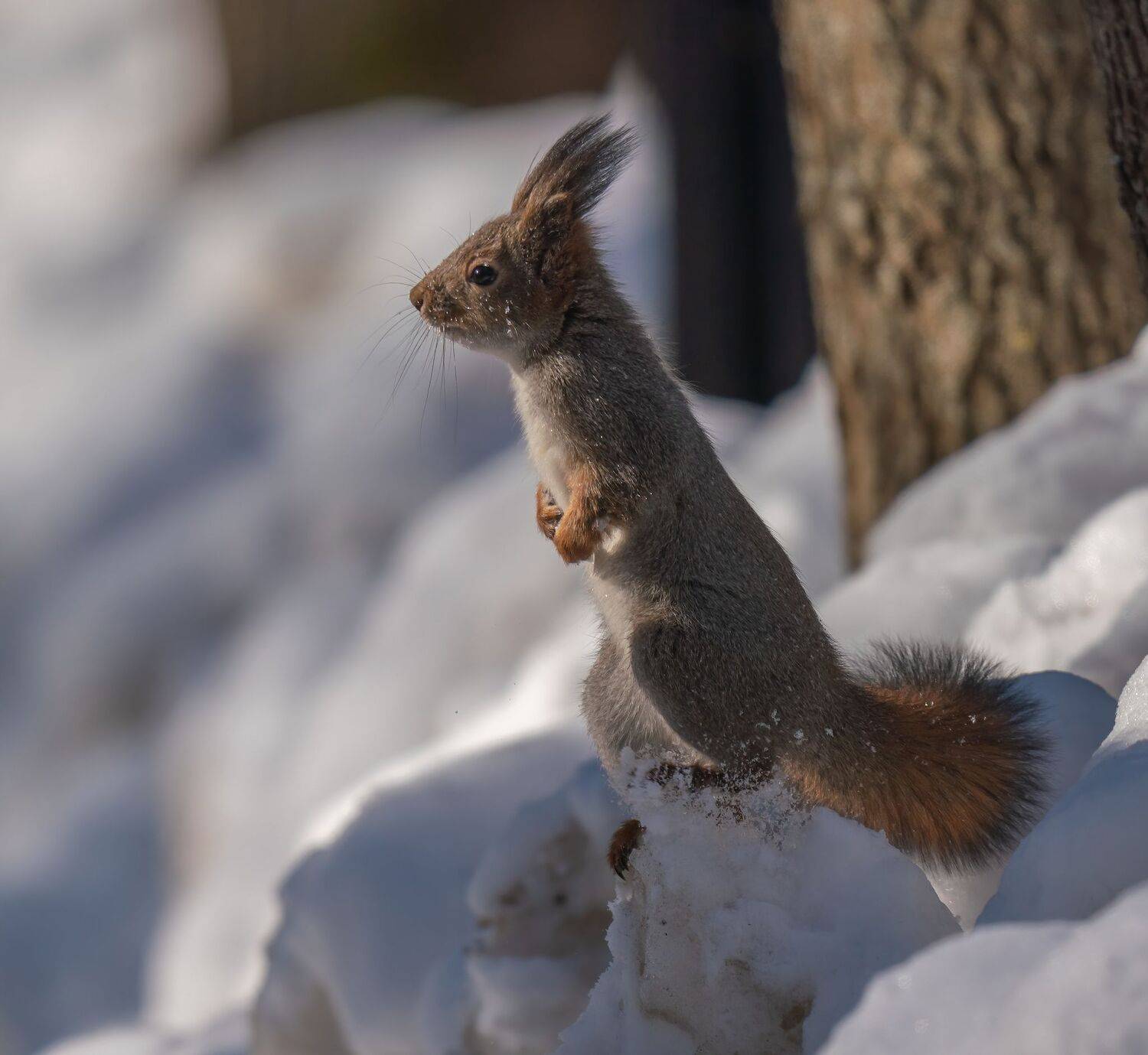 , Константин Дэм
