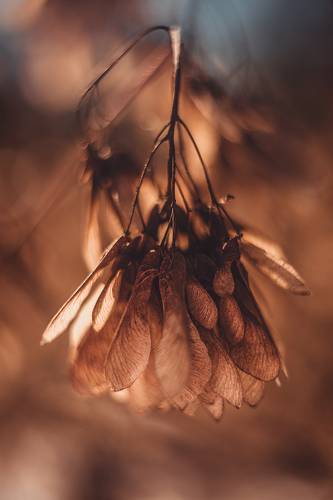 Весенняя веточка