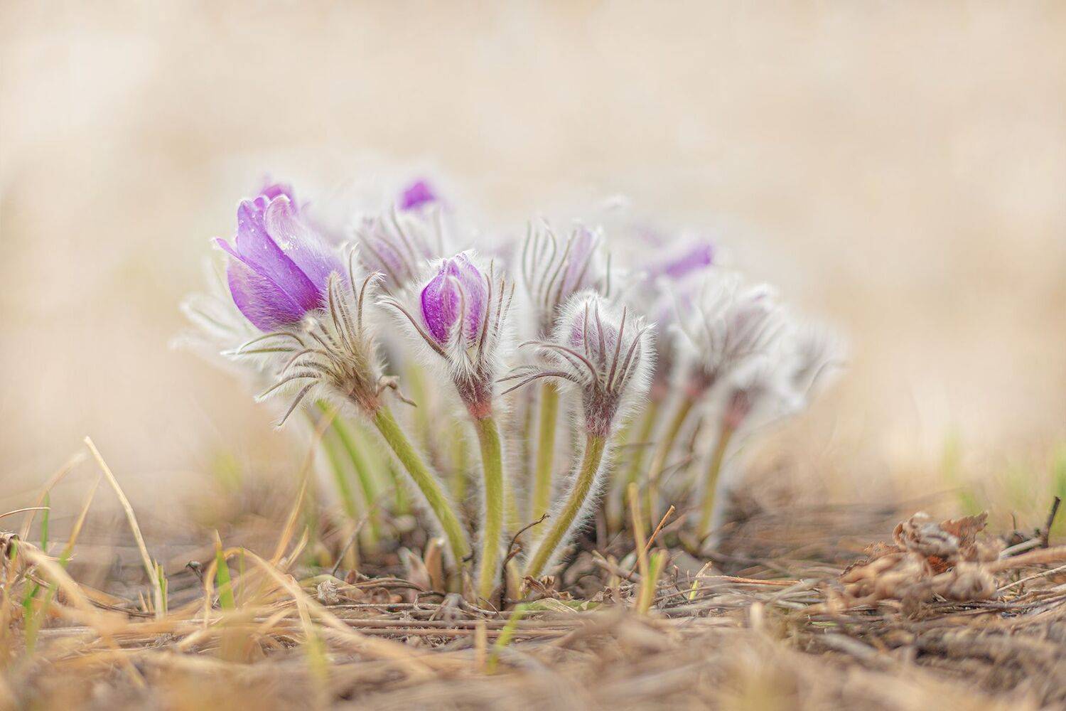 , Чудинин Дмитрий