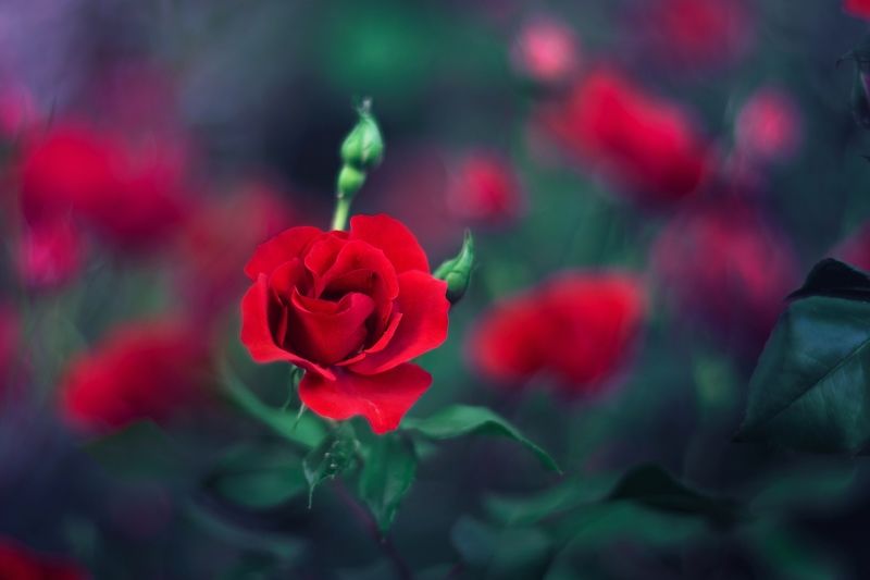 Red фото превью