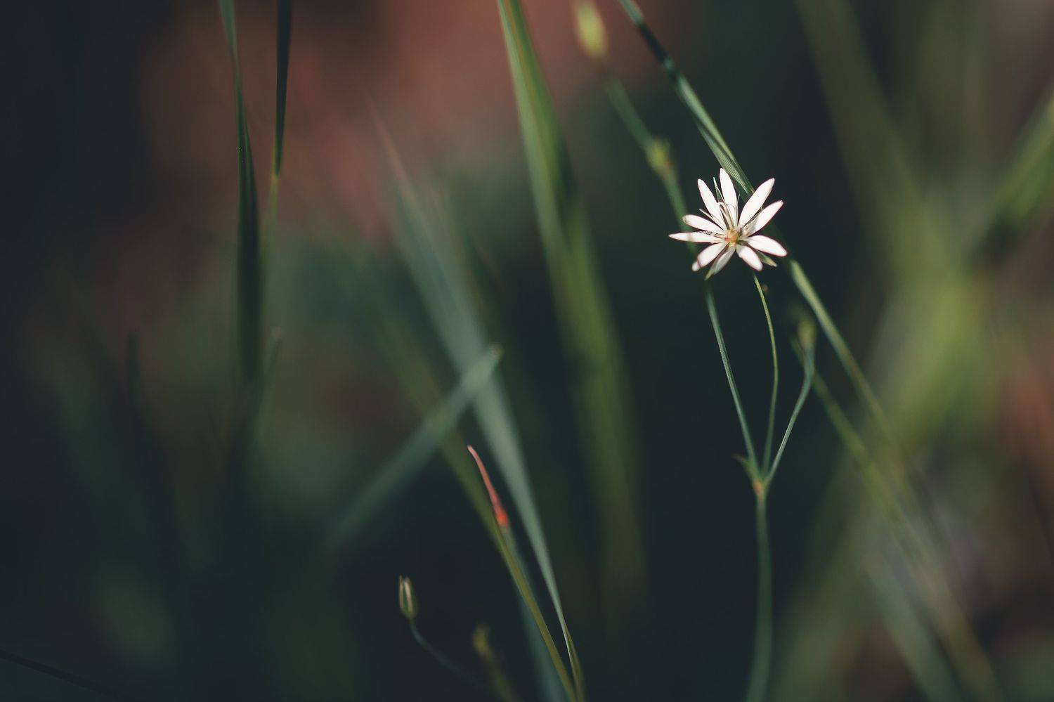 Лето, цветок, нежность, Евгения Журавлева