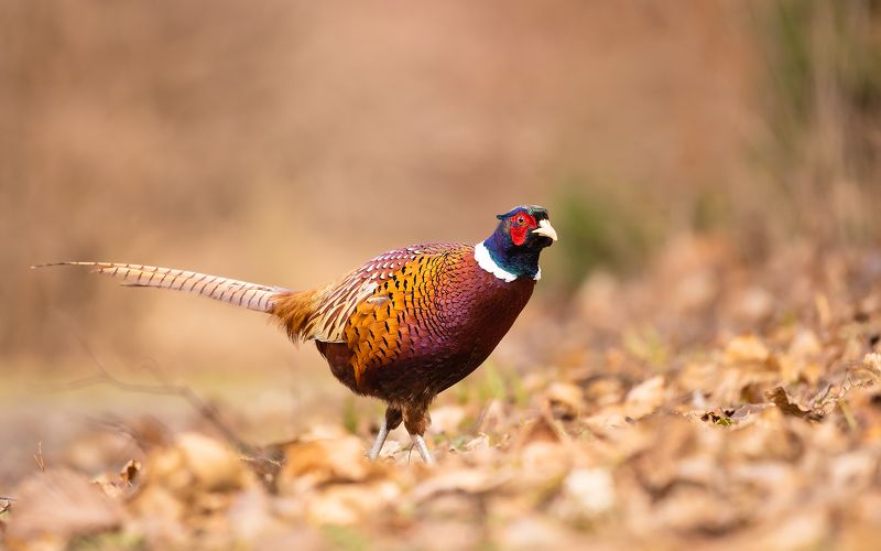 Pheasant фото превью